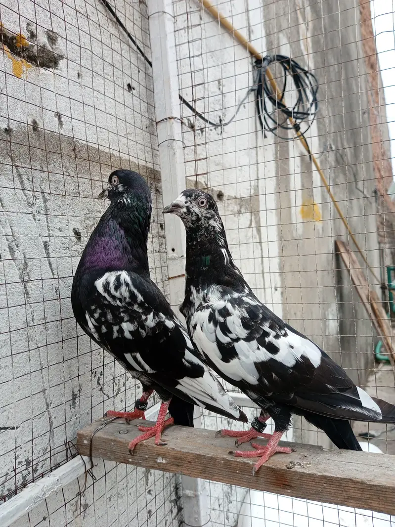 rampuri pair for sale — photo 3