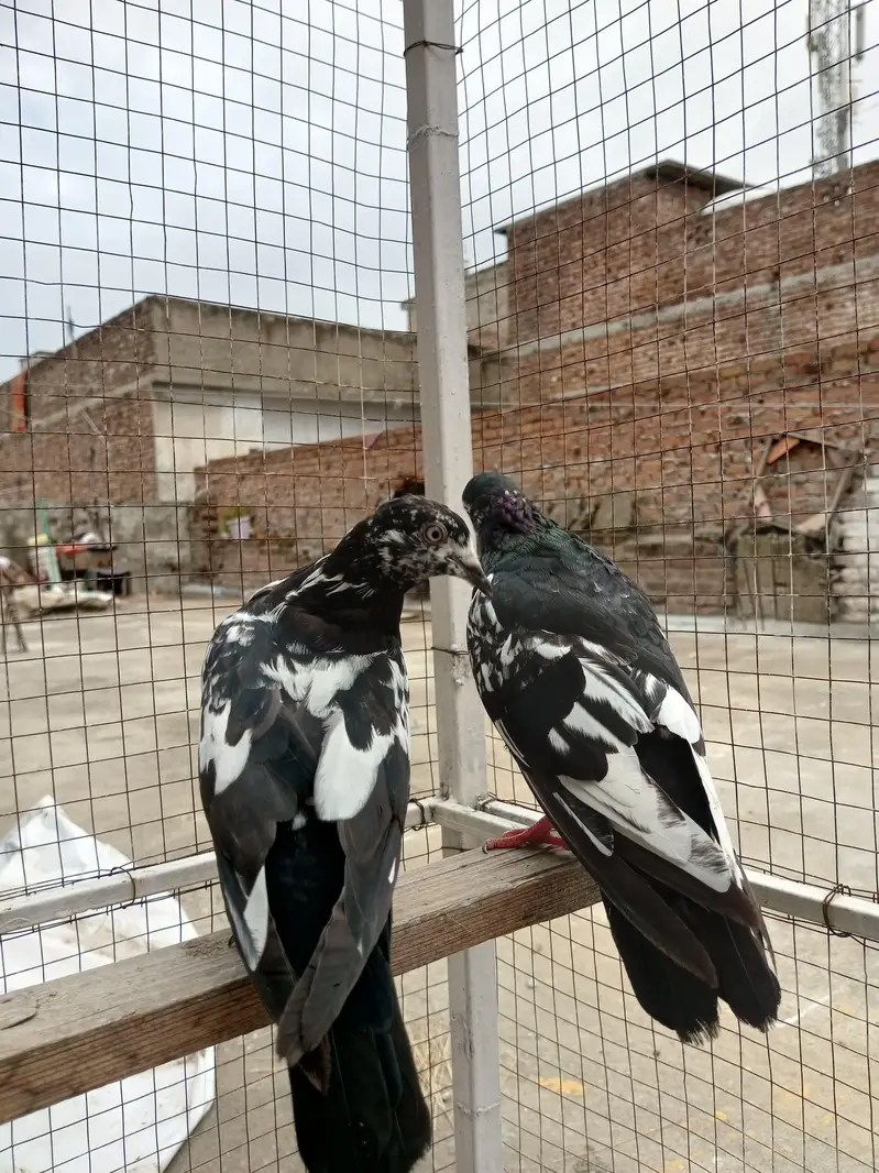 rampuri pair for sale — photo 4