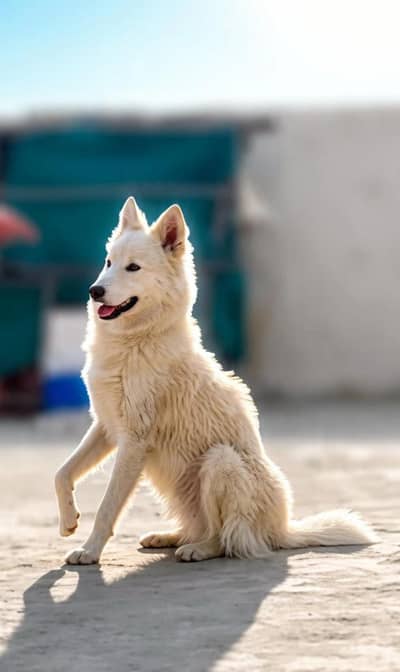 White German Shepherd Mix - 1 Year Old