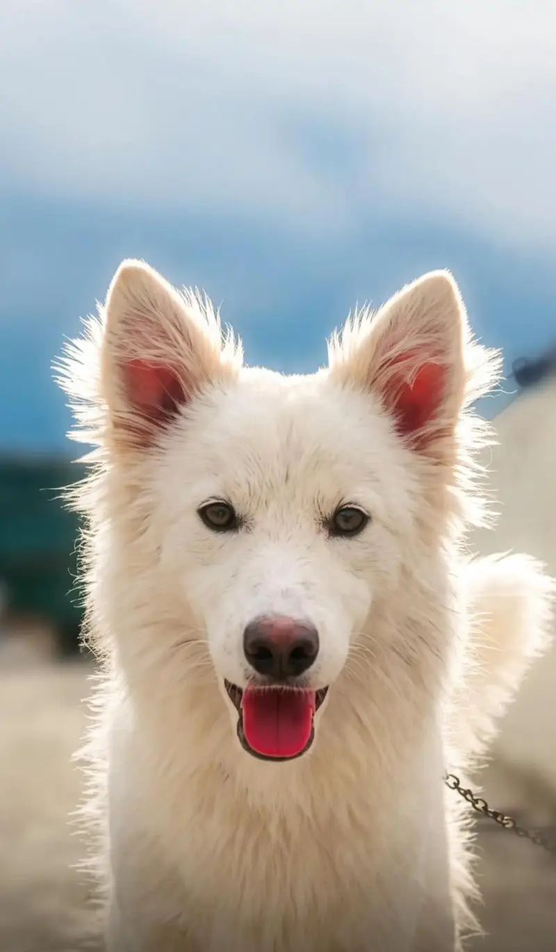White German Shepherd Mix - 1 Year Old — photo 2