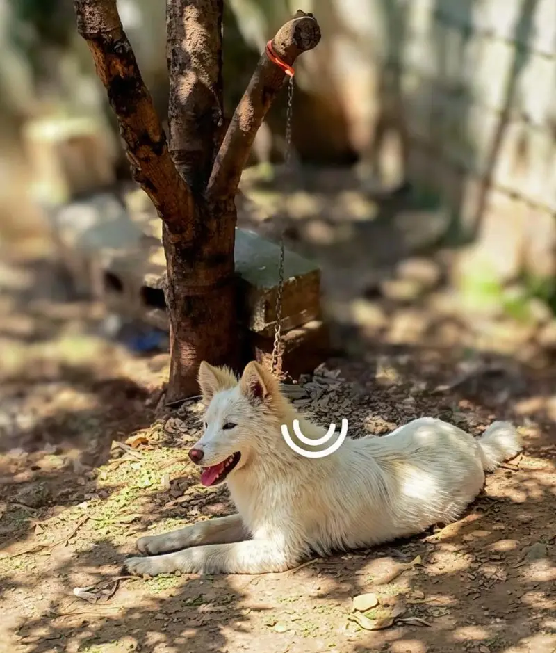 White German Shepherd Mix - 1 Year Old — photo 4