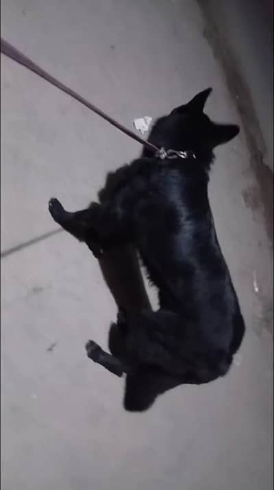 Garman shaft dog double cort arjant saal