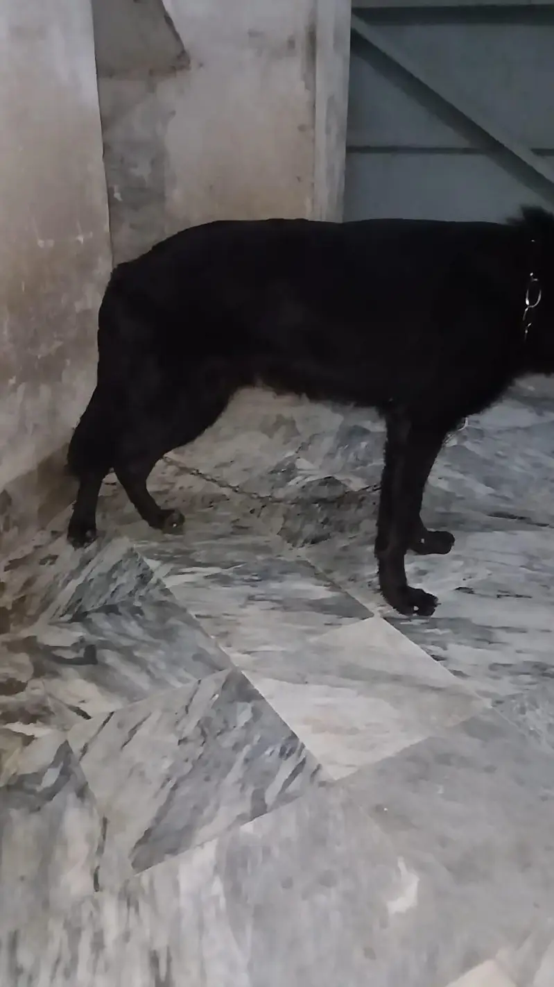 Garman shaft dog double cort arjant saal — photo 2