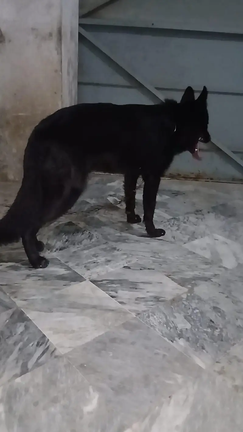 Garman shaft dog double cort arjant saal — photo 3