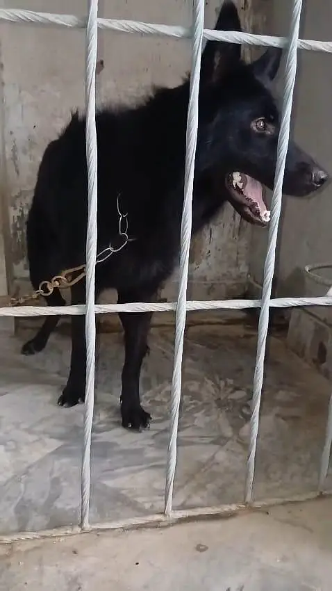 Garman shaft dog double cort arjant saal — photo 5