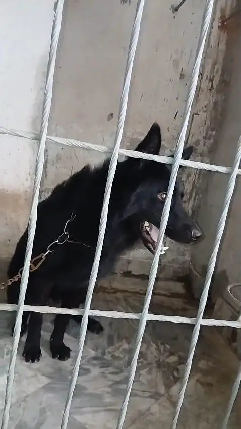 Garman shaft dog double cort arjant saal — photo 6