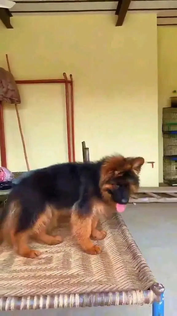 (German- shepherd) (puppies) (argent for sale) Whatsapp 03401430037 — photo 2