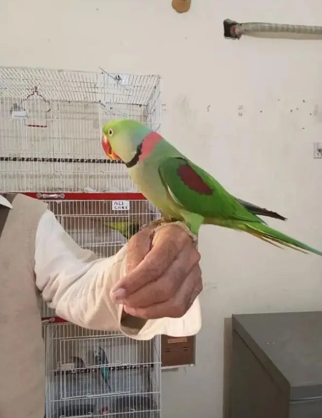 raw parrotRaw Parrot  handtam bolata ha fore sel argent — photo 4