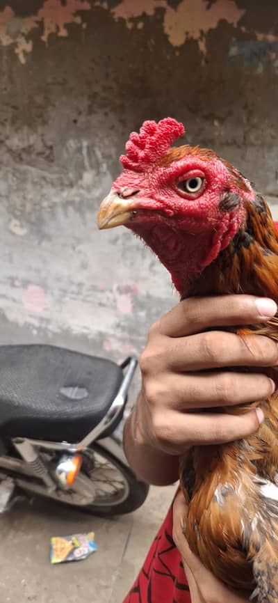aseel mianwali breed #full active and healthy #home breed #