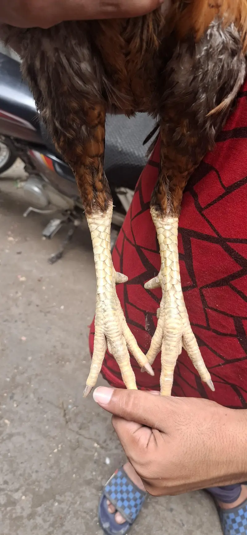 aseel mianwali breed #full active and healthy #home breed # — photo 3