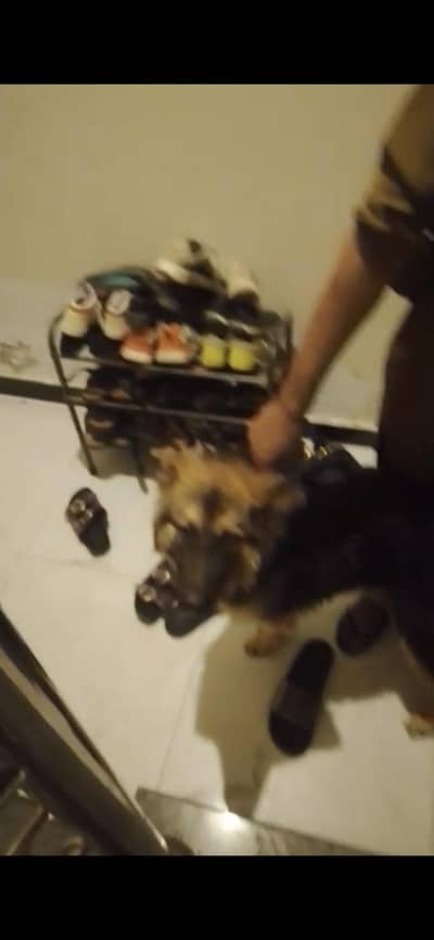 German shepherd female