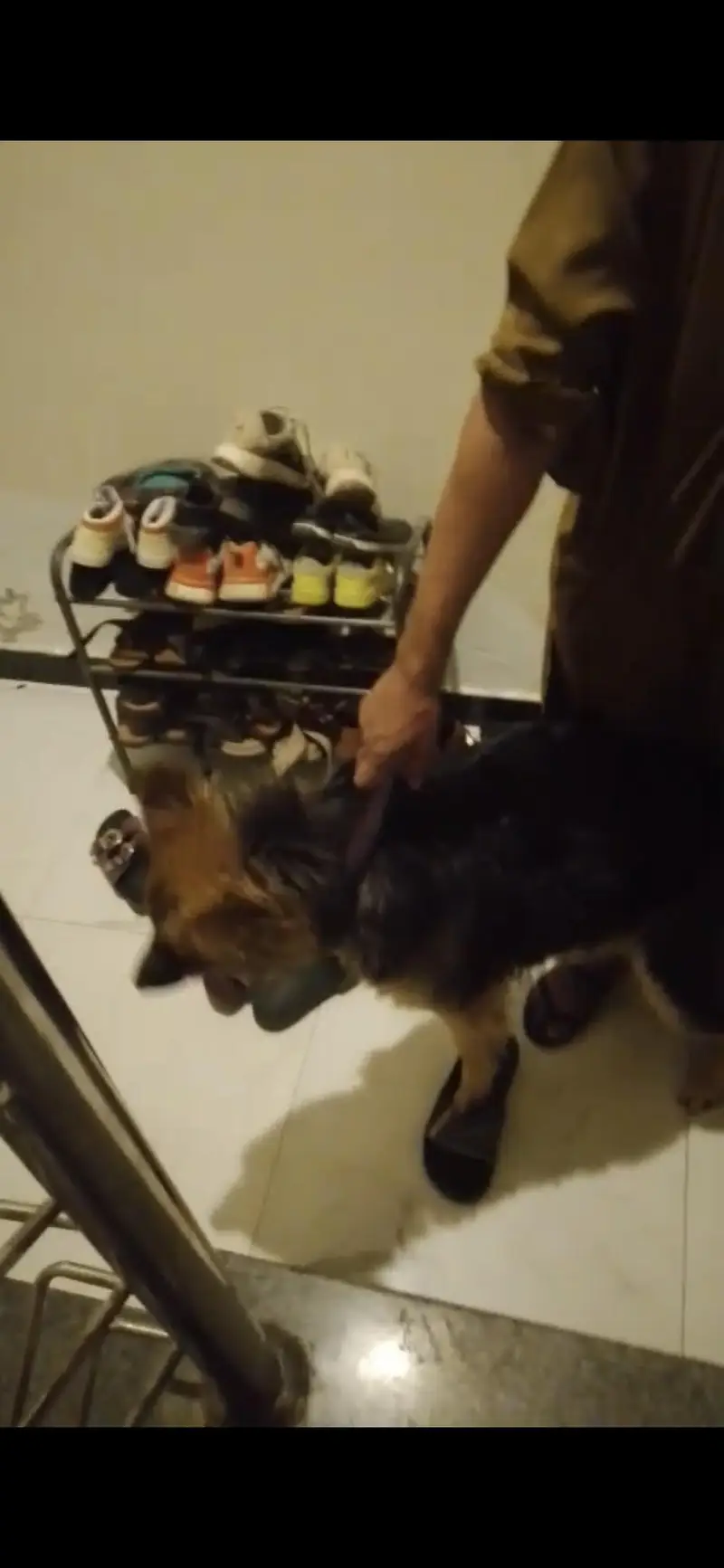 German shepherd female — photo 3
