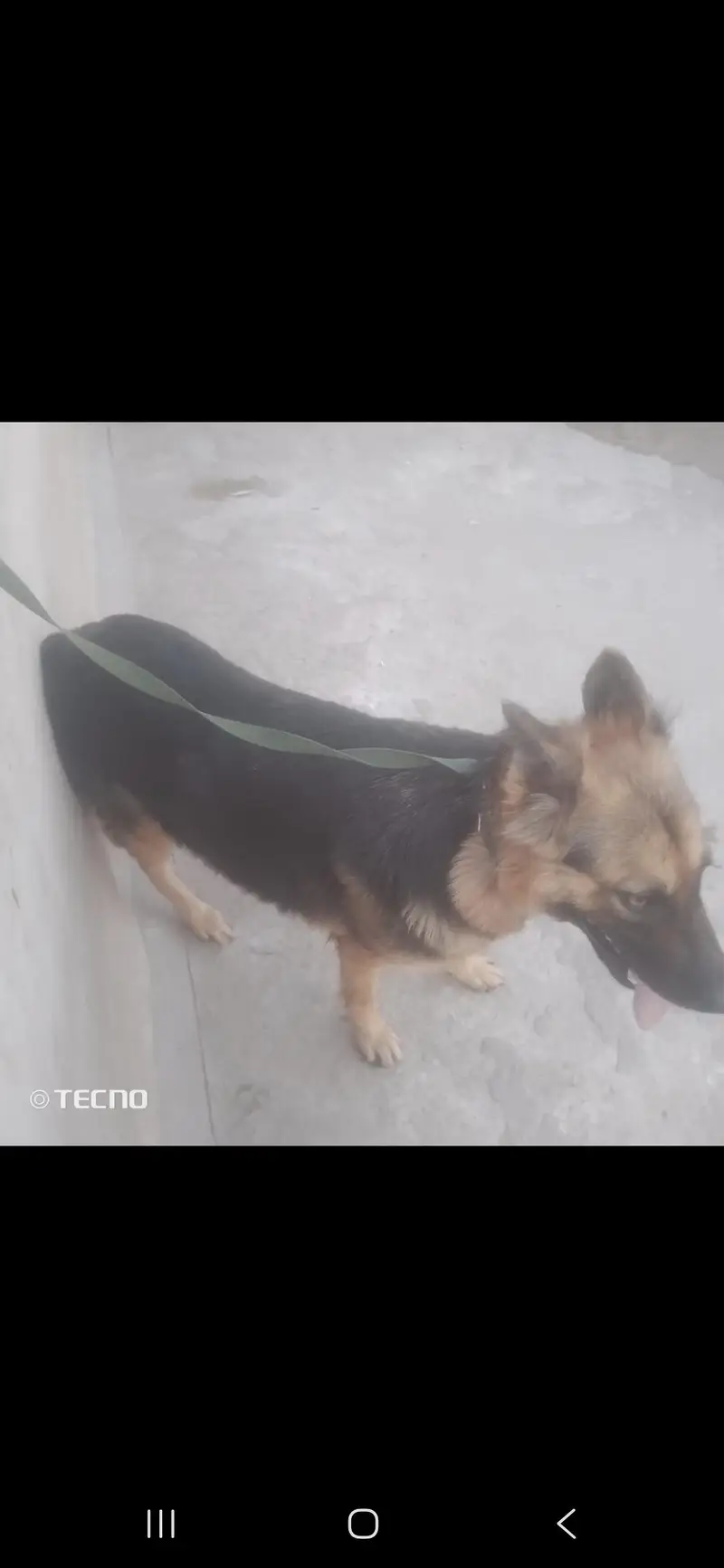 German shepherd female — photo 5