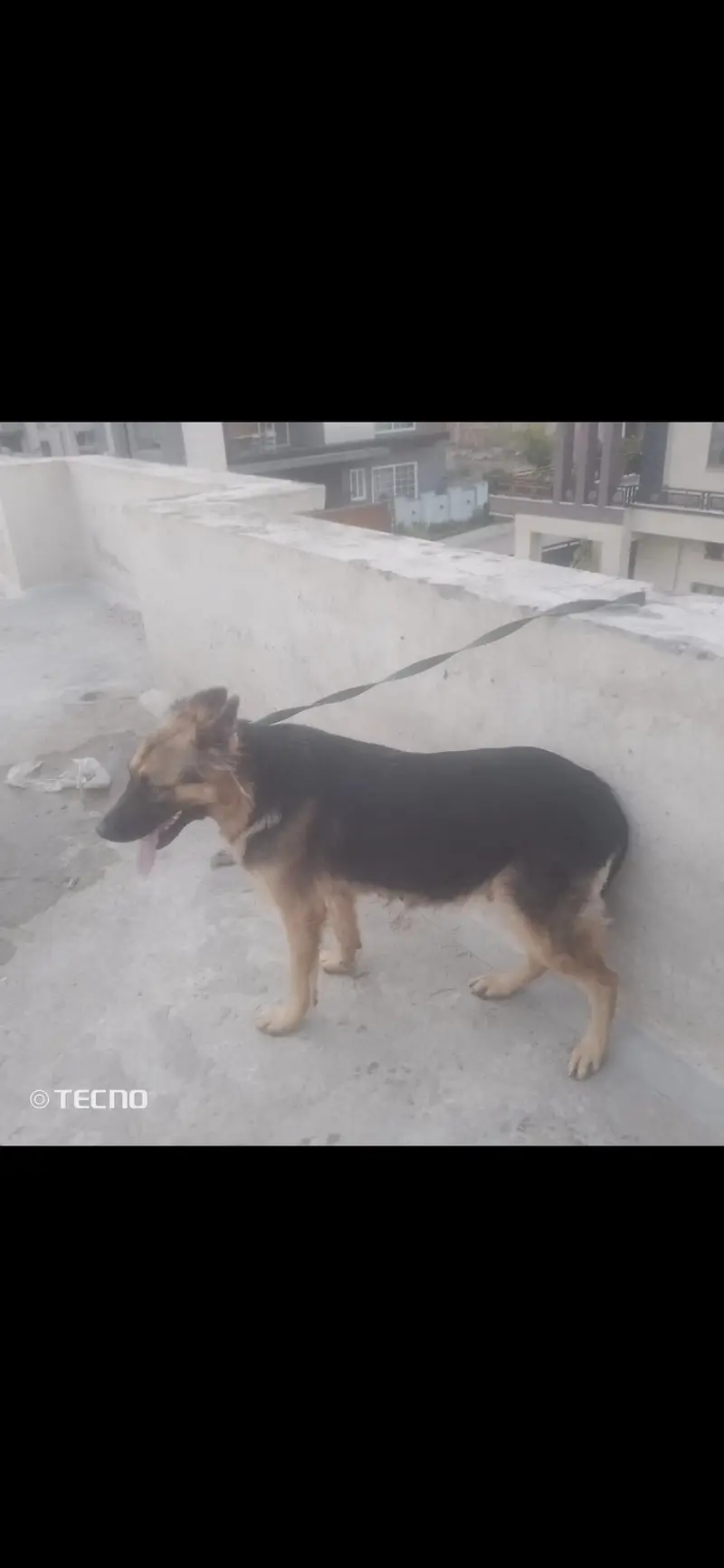 German shepherd female — photo 6