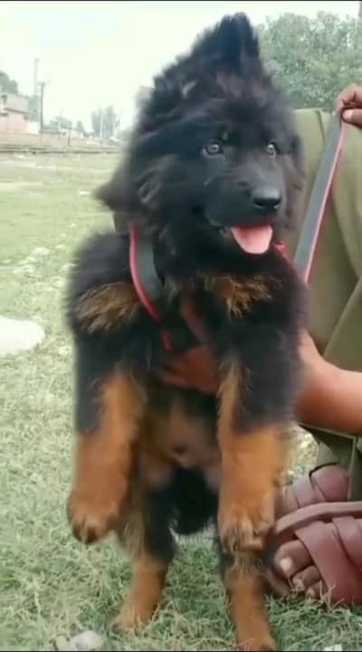 (German- shepherd) (puppies) (argent for sale) Whatsapp 03401430037