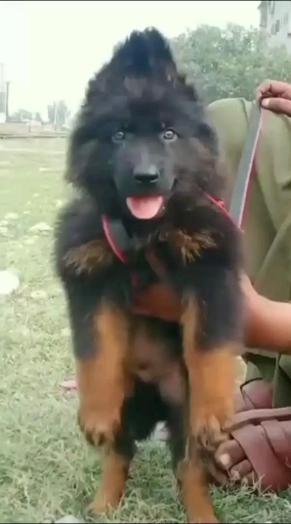 (German- shepherd) (puppies) (argent for sale) Whatsapp 03401430037 — photo 2