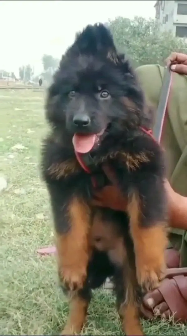 (German- shepherd) (puppies) (argent for sale) Whatsapp 03401430037 — photo 3