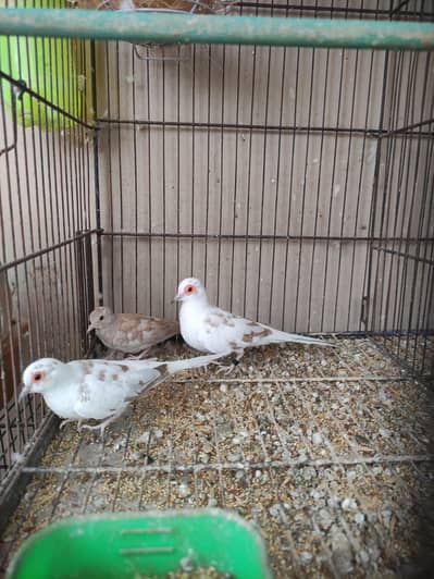 Red Pied dove