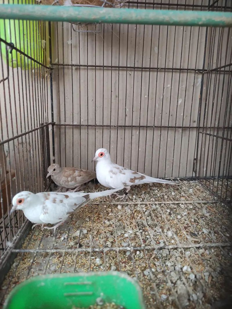 Red Pied dove