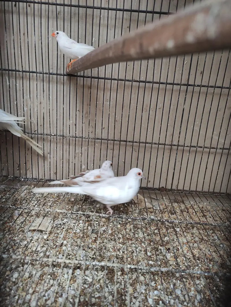 Red Pied dove — photo 2