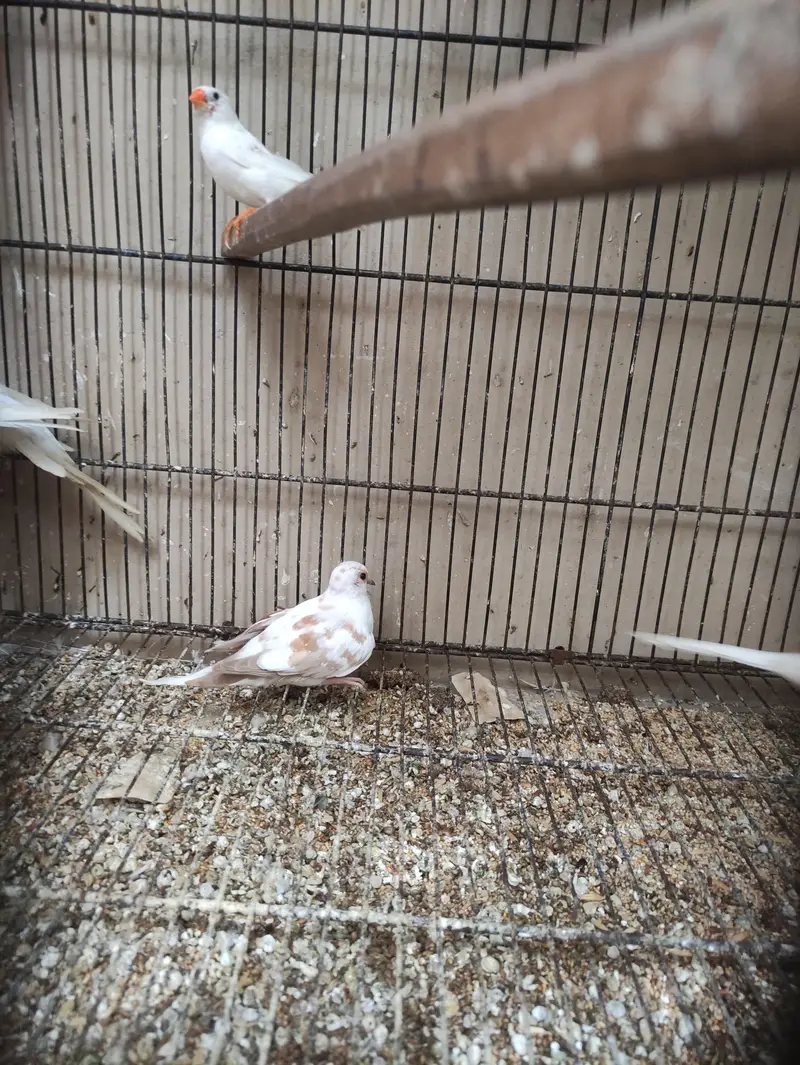 Red Pied dove — photo 3