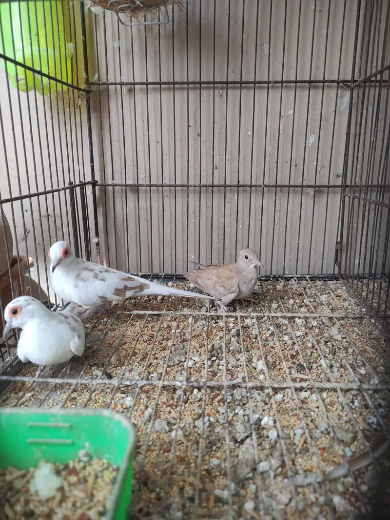 Red Pied dove — photo 4