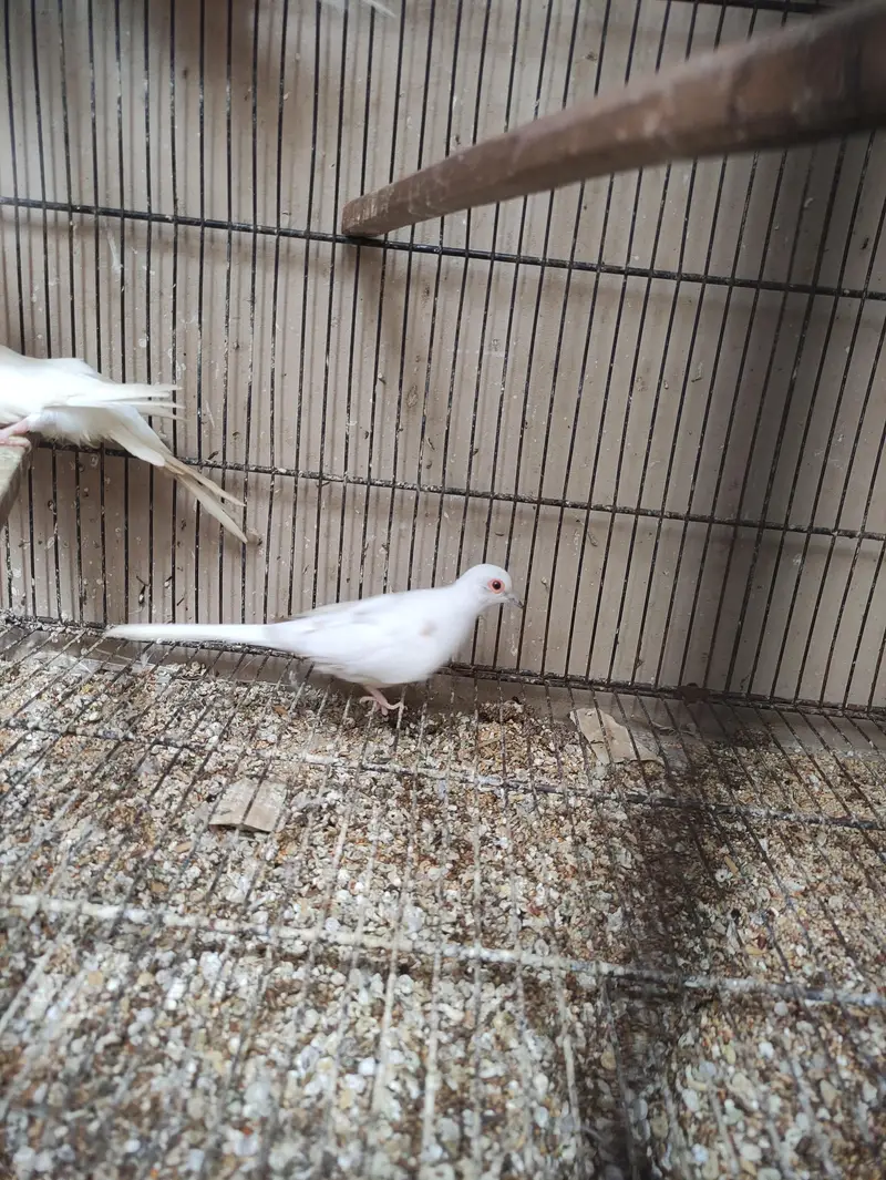 Red Pied dove — photo 5