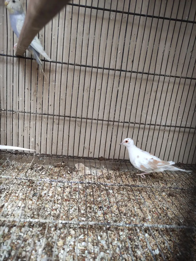 Red Pied dove — photo 6