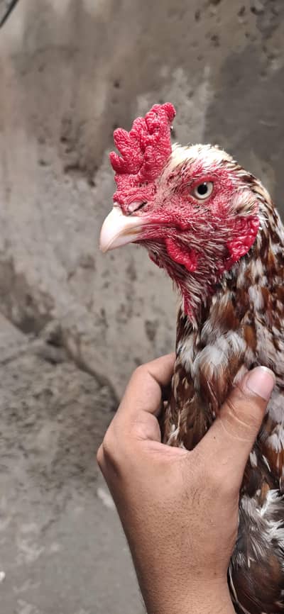 aseel mianwali breed #full active and healthy #home breed