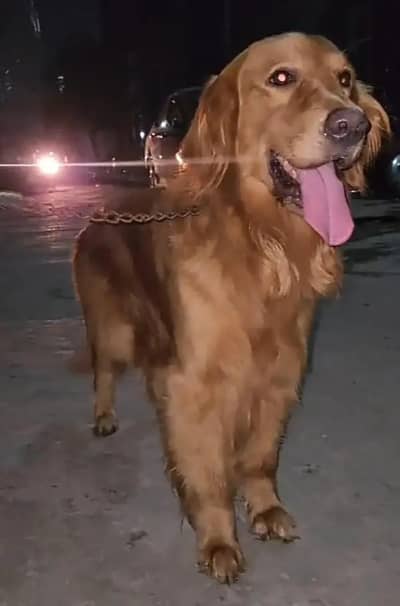GOLDEN RETRIEVER PEDIGREE FOR SALE