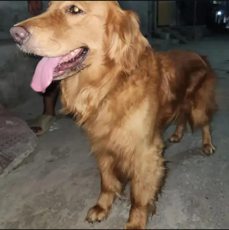 GOLDEN RETRIEVER PEDIGREE FOR SALE — photo 3