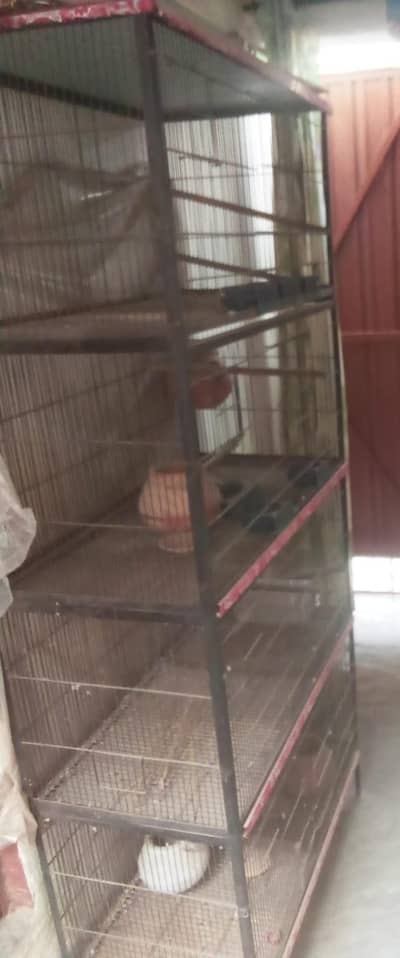 Parrots cage