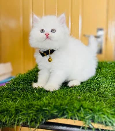 Persian cats My Whatsapp 03466961963 ////\\\£^¢¥€¢¥¥££€¥£