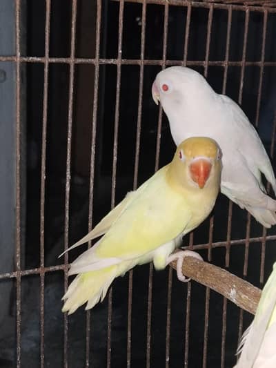 Love birds Red eyes