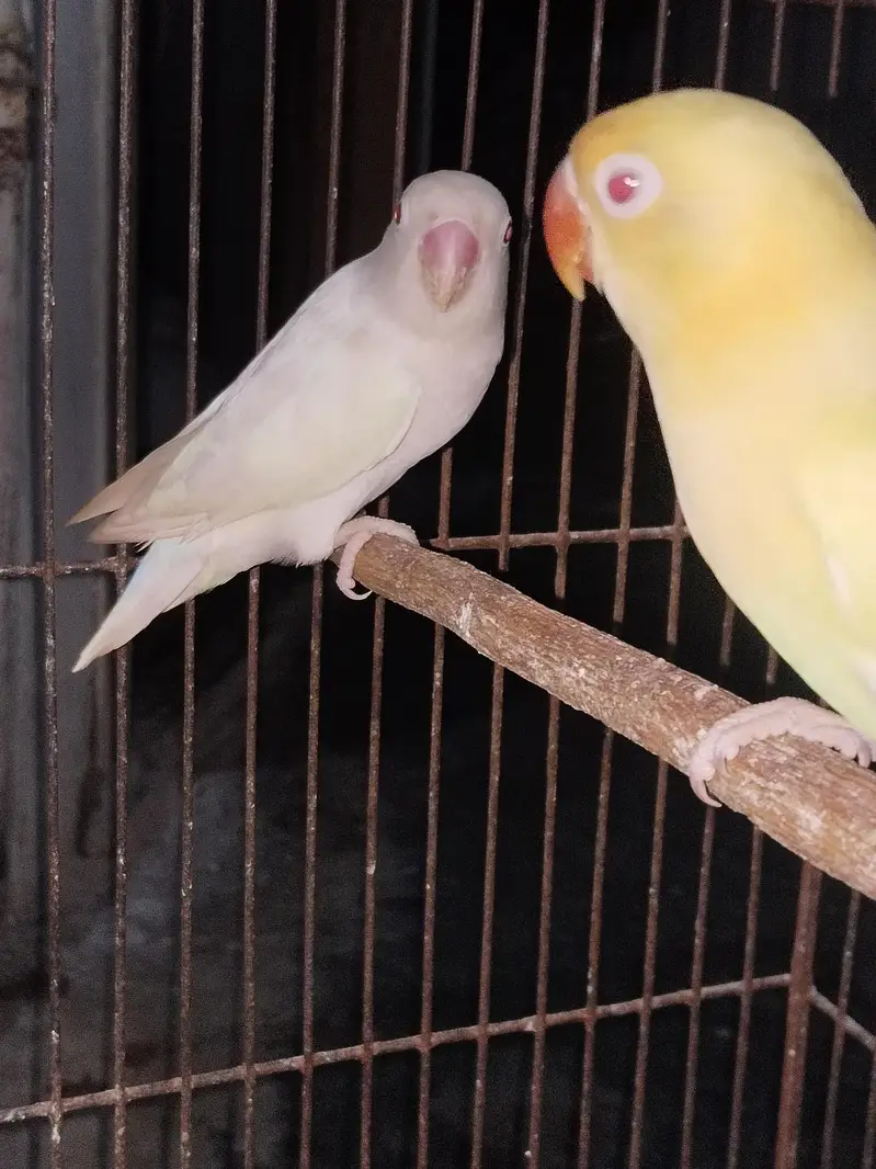 Love birds Red eyes — photo 2
