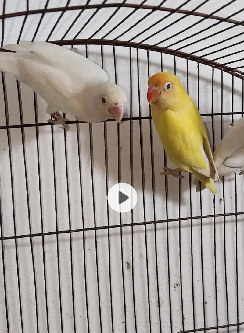 Love birds Red eyes — photo 3