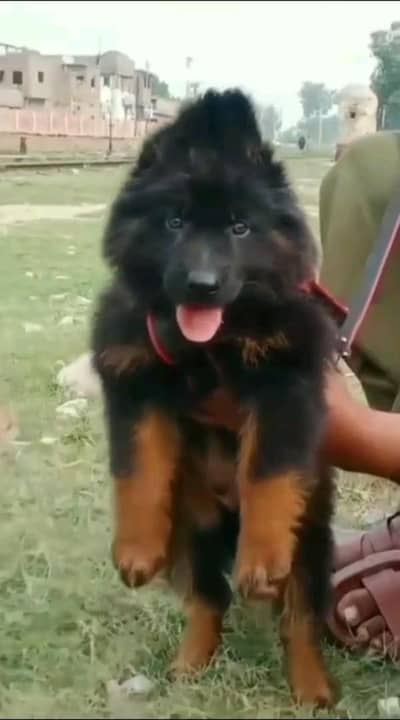 (German- shepherd) (puppies) (argent for sale) Whatsapp 03401430037
