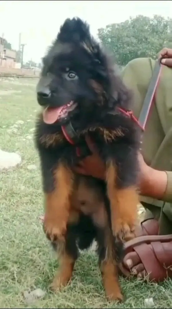 (German- shepherd) (puppies) (argent for sale) Whatsapp 03401430037 — photo 2