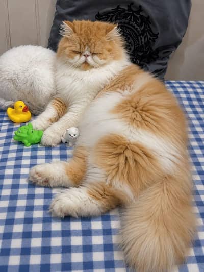 Piki Face Odd eye Stud Male | Peki | Peke | Stud |  matting|  Persian