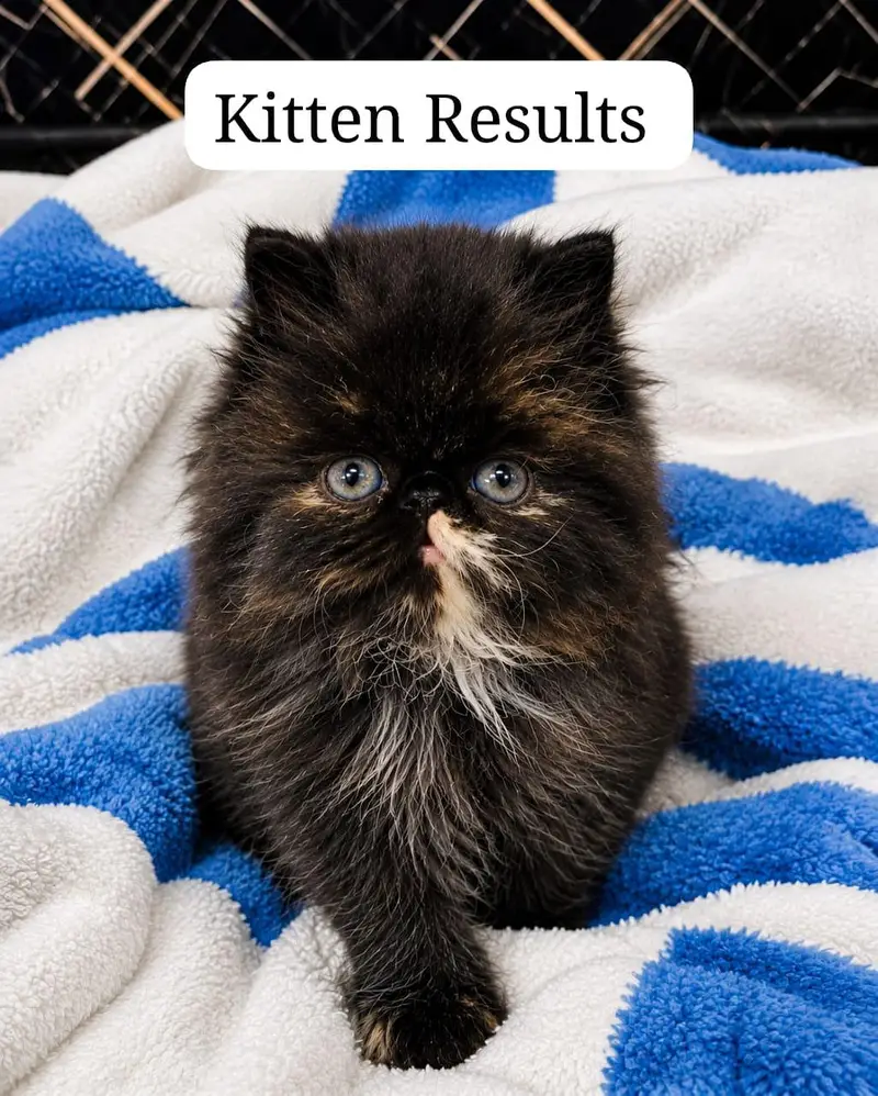 Piki Face odd eyes carrier Stud Male|Peki |Peke |Stud |matting|Persian — photo 7