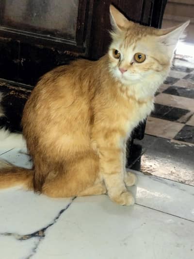Beautiful Ginger Persian Female Cat-8 Months| Home Raised & Vaccinated