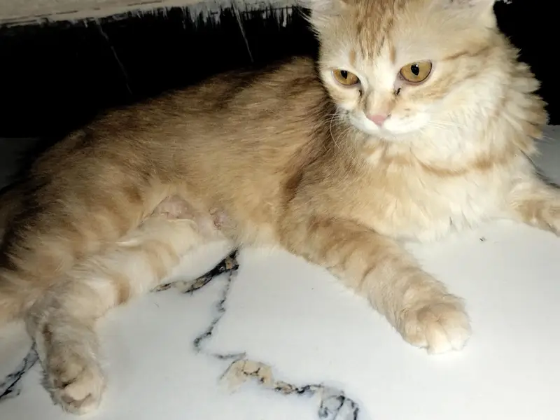 Beautiful Ginger Persian Female Cat-8 Months| Home Raised & Vaccinated — photo 2