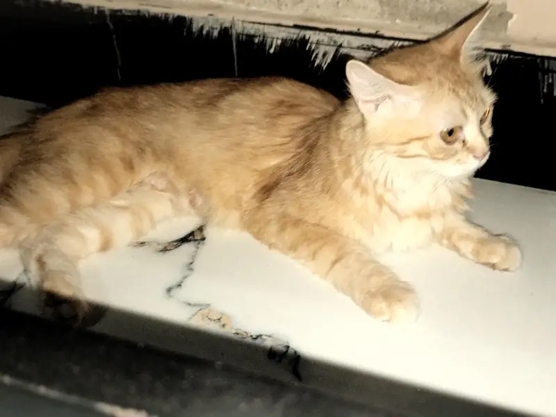 Beautiful Ginger Persian Female Cat-8 Months| Home Raised & Vaccinated — photo 3