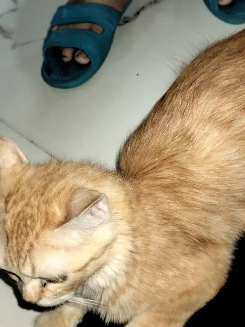 Beautiful Ginger Persian Female Cat-8 Months| Home Raised & Vaccinated — photo 4