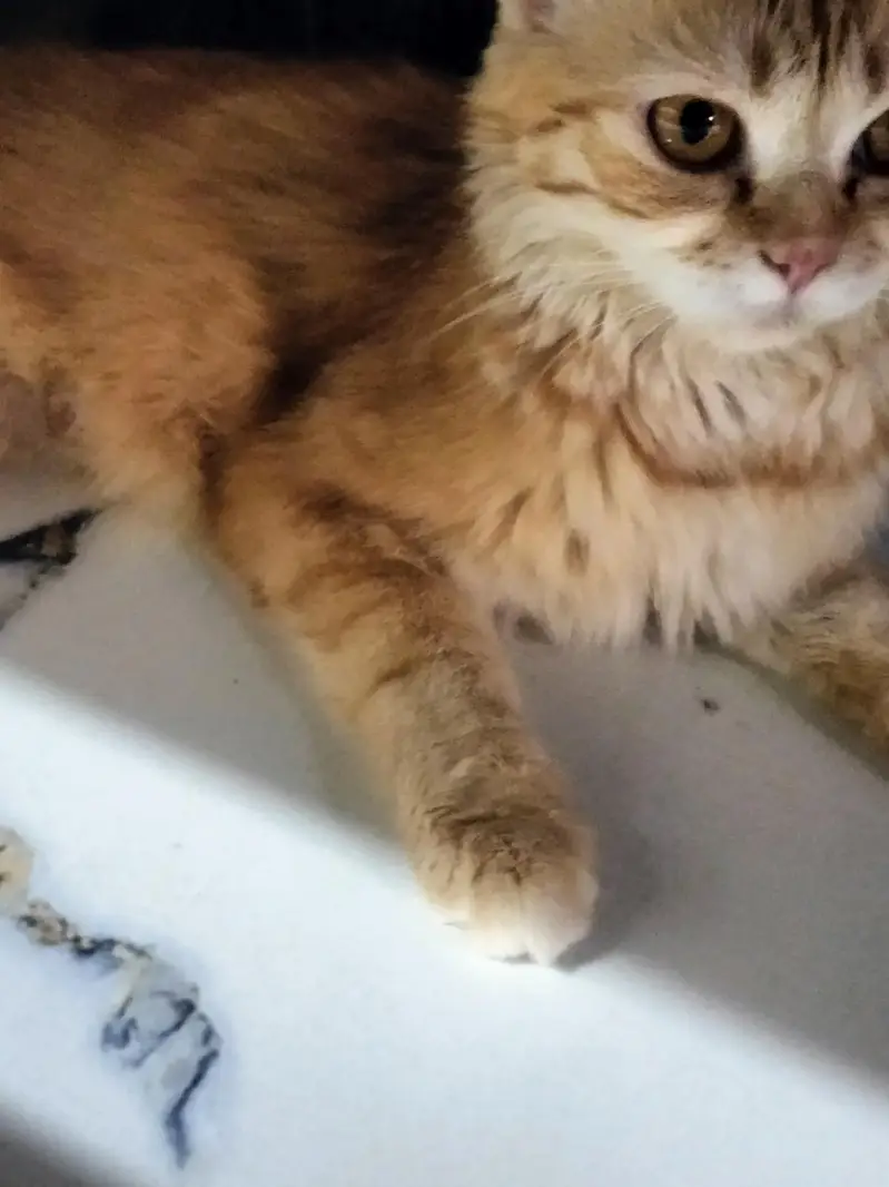 Beautiful Ginger Persian Female Cat-8 Months| Home Raised & Vaccinated — photo 5