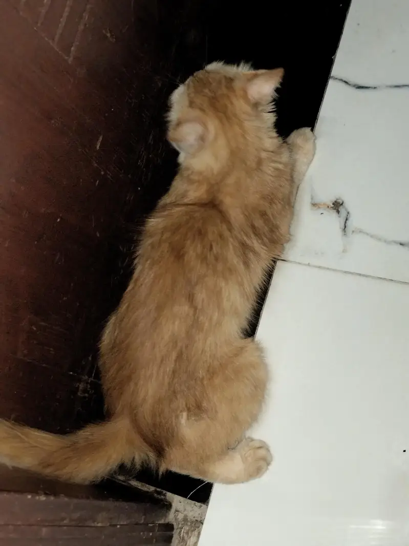 Beautiful Ginger Persian Female Cat-8 Months| Home Raised & Vaccinated — photo 6