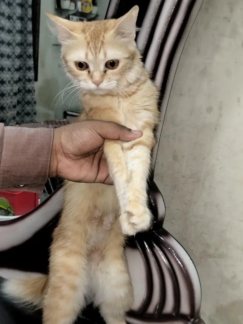 Beautiful Ginger Persian Female Cat-8 Months| Home Raised & Vaccinated — photo 7