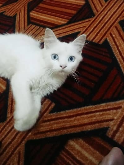 Persian baby cat.