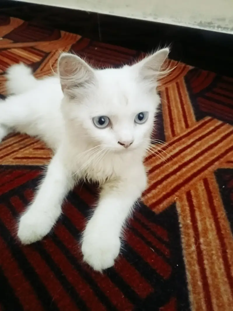 Persian baby cat. — photo 2