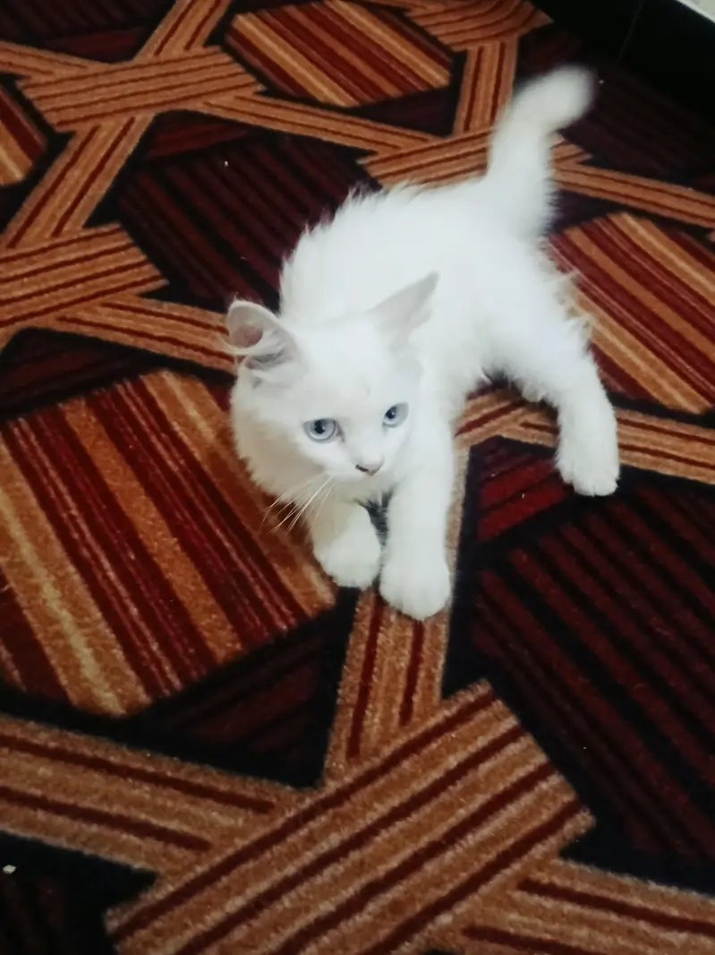 Persian baby cat. — photo 3